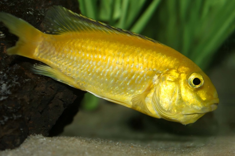 Labidochromis caeruleus 'Kakusa'